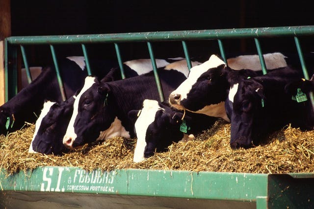 8 Things You Need to Know Before Starting Your Own Dairy Farm