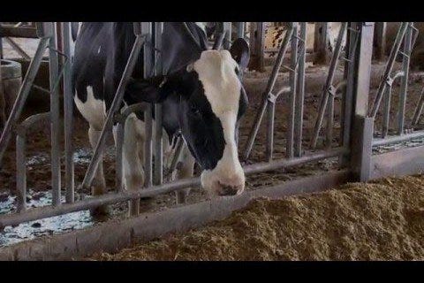 Evaluating and Conditioning Cull Cattle for Market